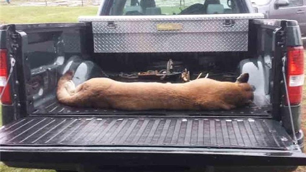 Hunters Talk About Illinois Cougars Captured On Camera Khqa 