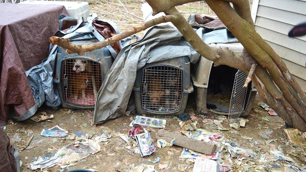 100 Dogs, Cats Living In 'squalid Conditions,' Officials Say | KTVO