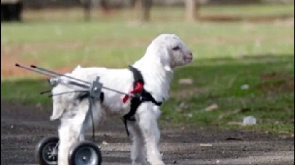 140525_tiny_goat.jpg