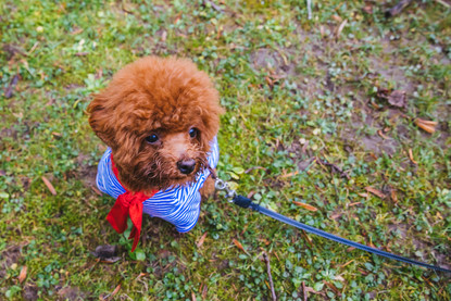 Ruffined Spotlight Truffle The Micro Poodle Seattle Refined