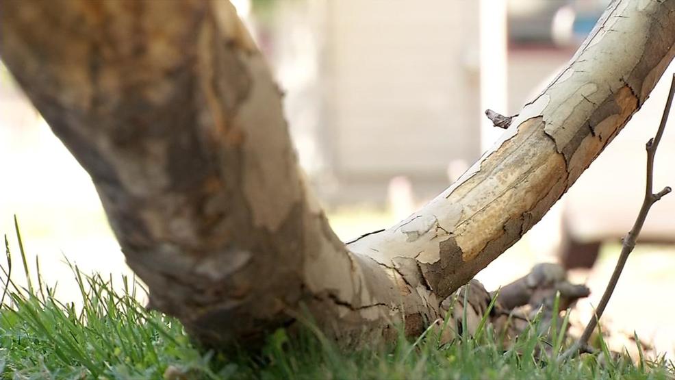 Branch pickup schedule for Springfield residents | WRSP