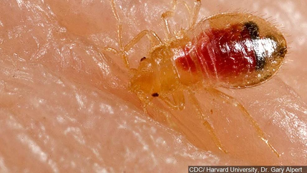 Study finds bedbugs are as old as dinosaurs, humans never stood a