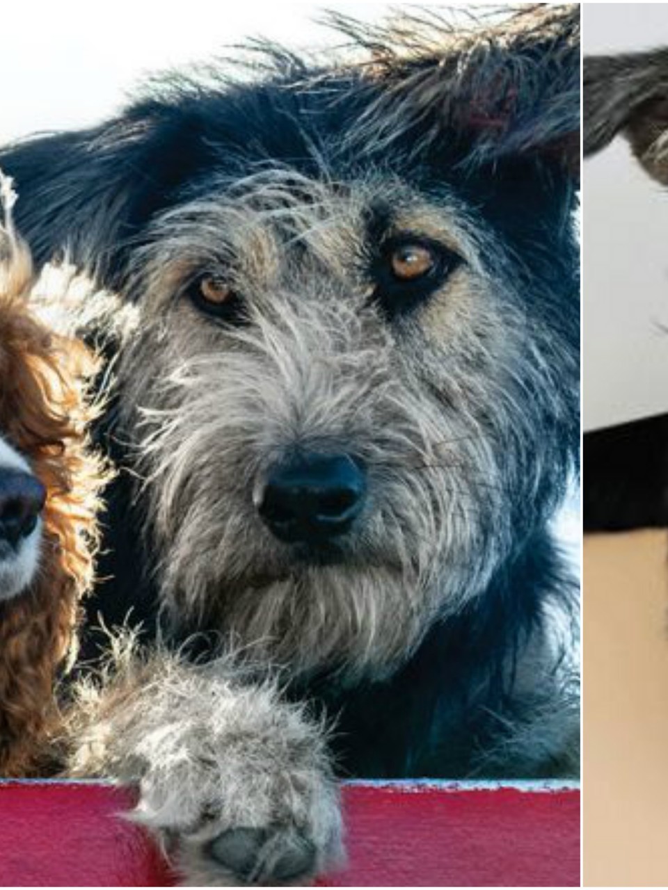 animal shelters las cruces nm on Lady And The Tramp Star Is 2 Year Old Rescue Dog Wcyb