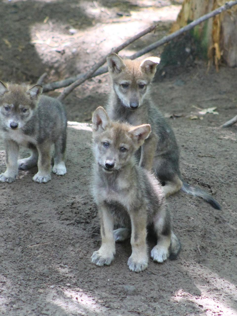grey wolf puppies