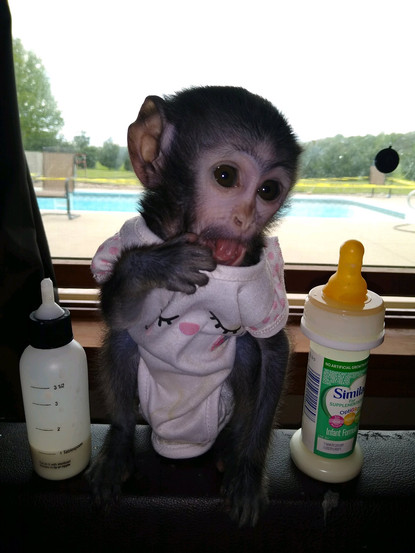 Elkhart County Woman Offering 1 300 Reward For Information On Stolen Pet Monkey Wsbt Elkhart County Woman Offering 1 300 Reward For Information On Stolen Pet Monkey Wsbt